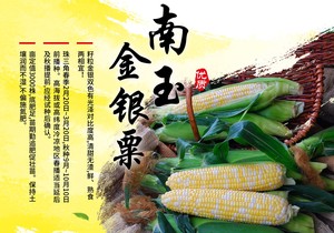 南玉金银粟——超甜玉米