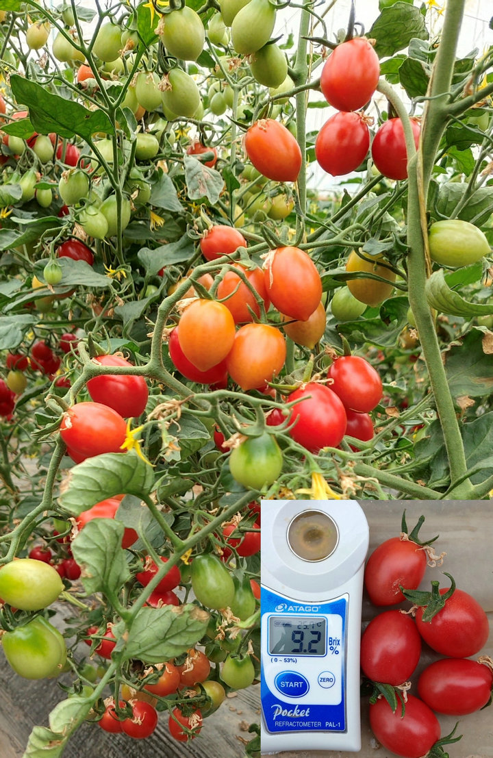 红颜翡翠401——樱桃番茄