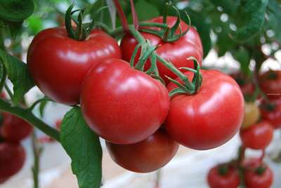 尚品红——水果番茄种子