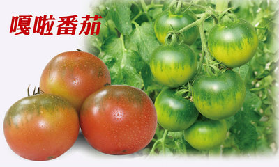 奶香草莓101——水果番茄种子
